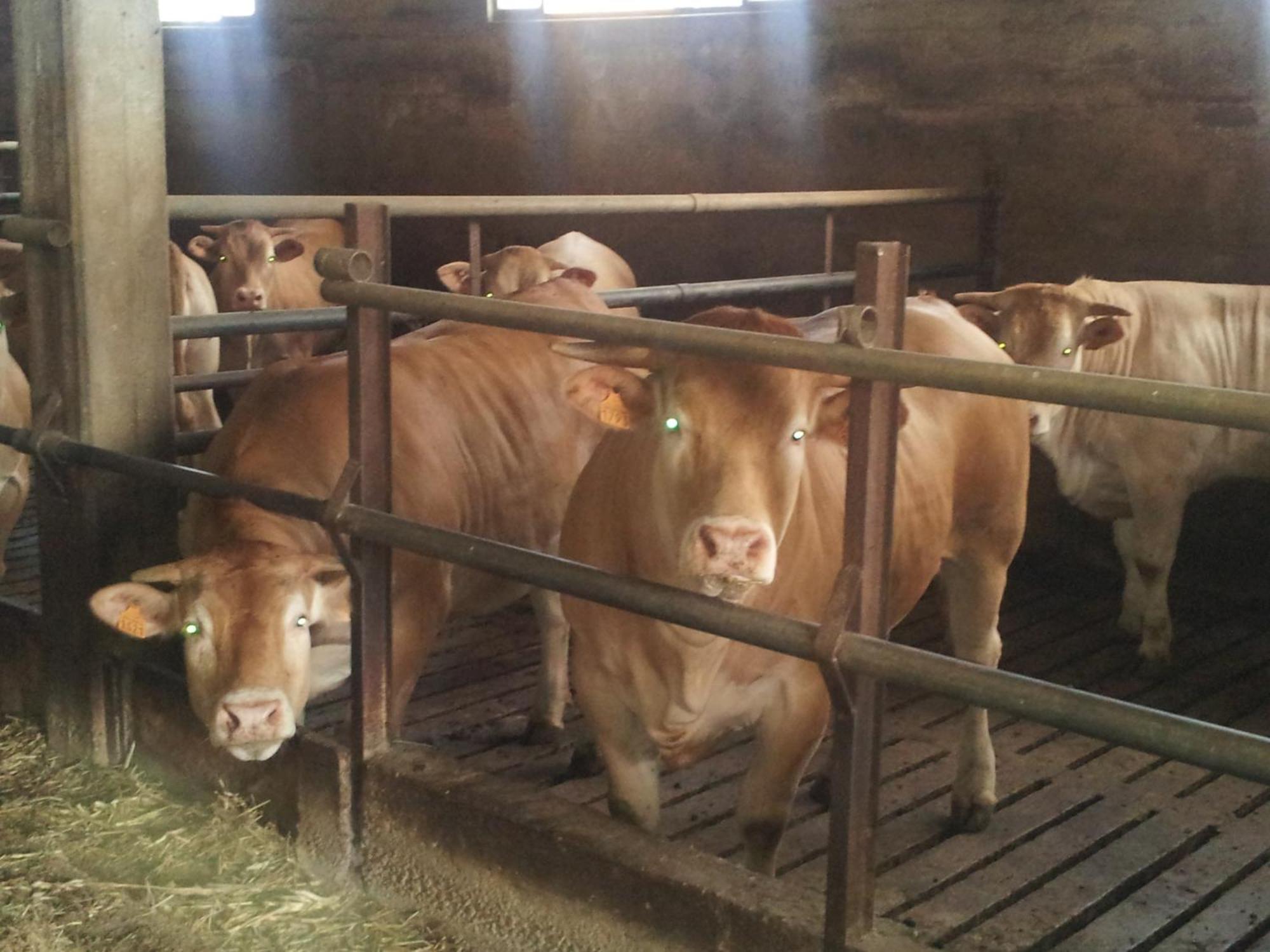 Agriturismo Ca' Del Gal Country house *